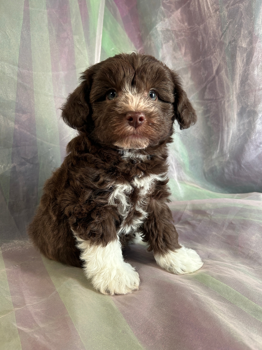 Male F1 Schnoodle DOB 10-20-2023 $1200